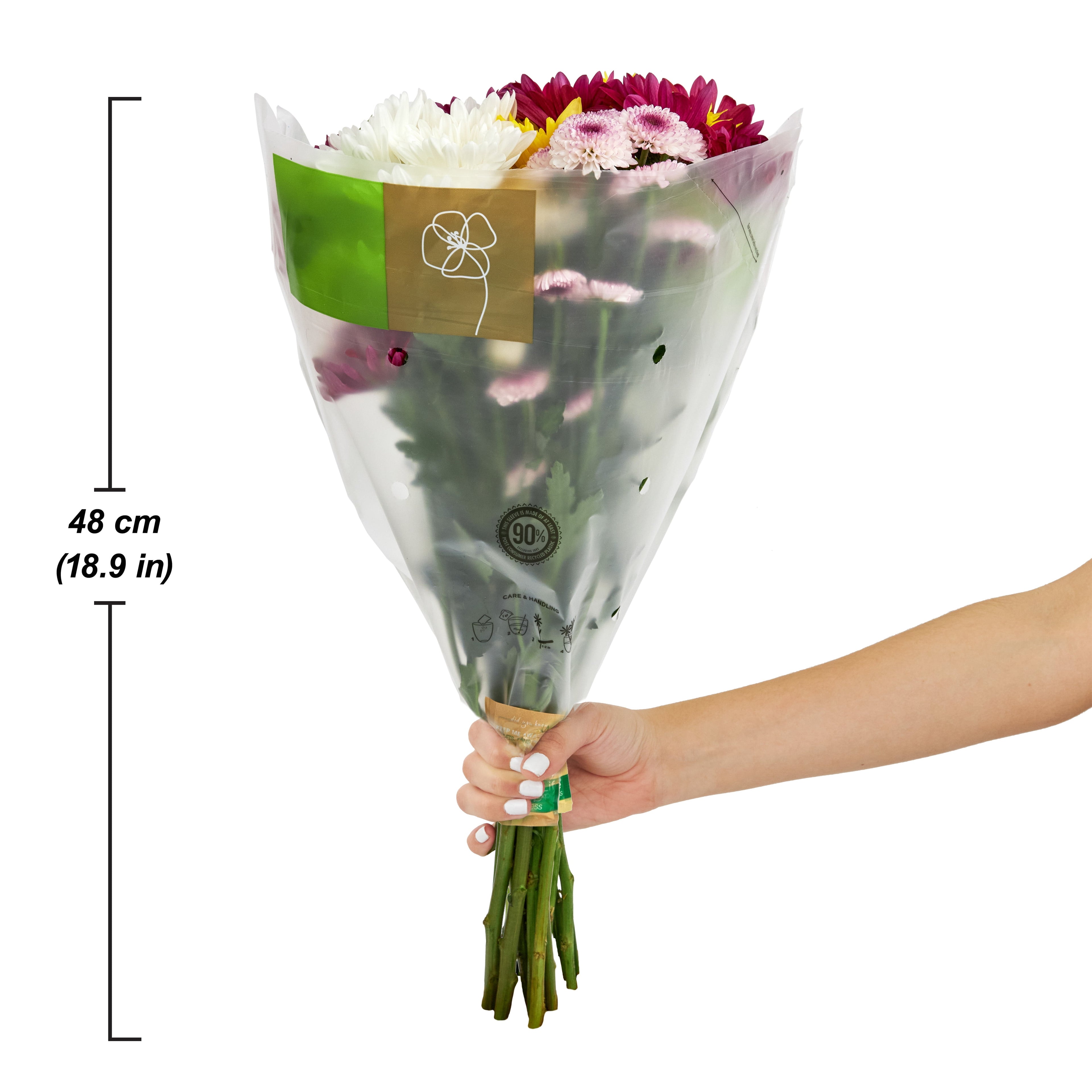 Fresh-Cut Small Rainbow Poms Flower Bunch, Minimum of 7 Stems, Colors Vary image 3