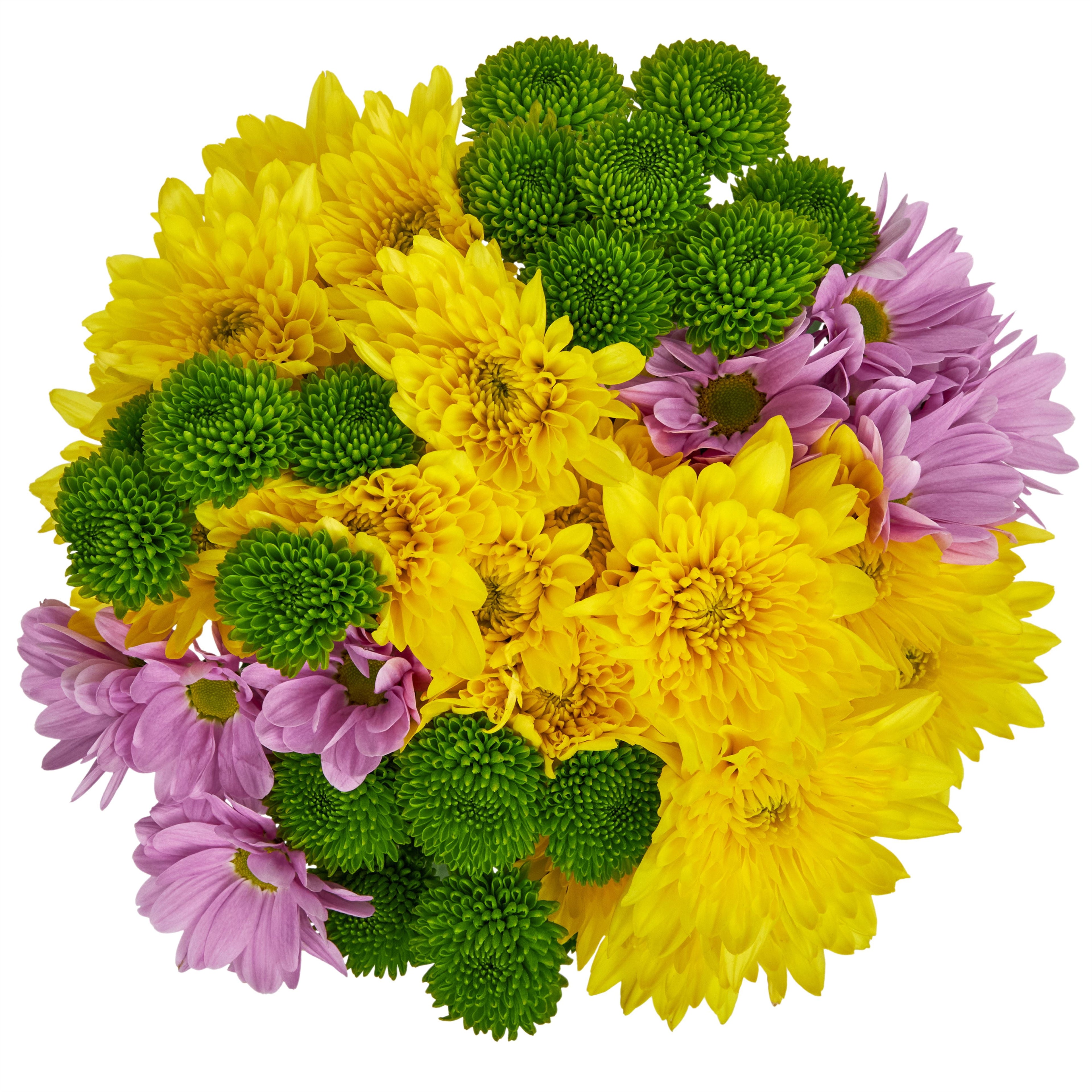 Fresh-Cut Small Rainbow Poms Flower Bunch, Minimum of 7 Stems, Colors Vary image 0