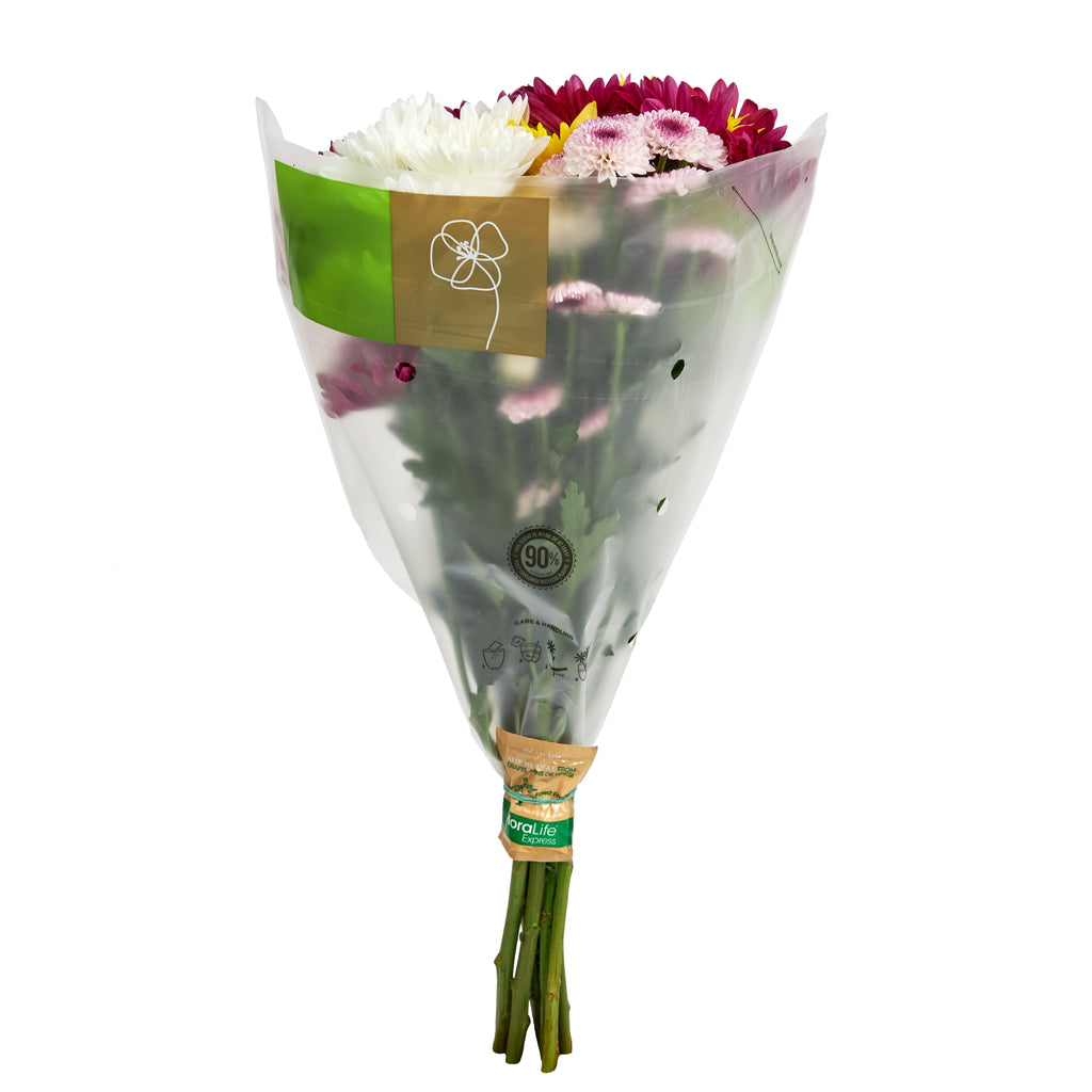 Fresh-Cut Small Rainbow Poms Flower Bunch, Minimum of 7 Stems, Colors Vary image 1