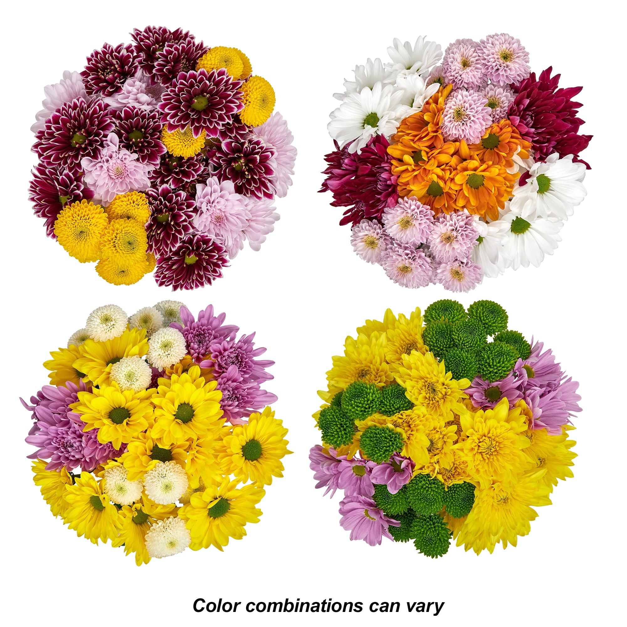 Fresh-Cut Small Rainbow Poms Flower Bunch, Minimum of 7 Stems, Colors Vary image 2